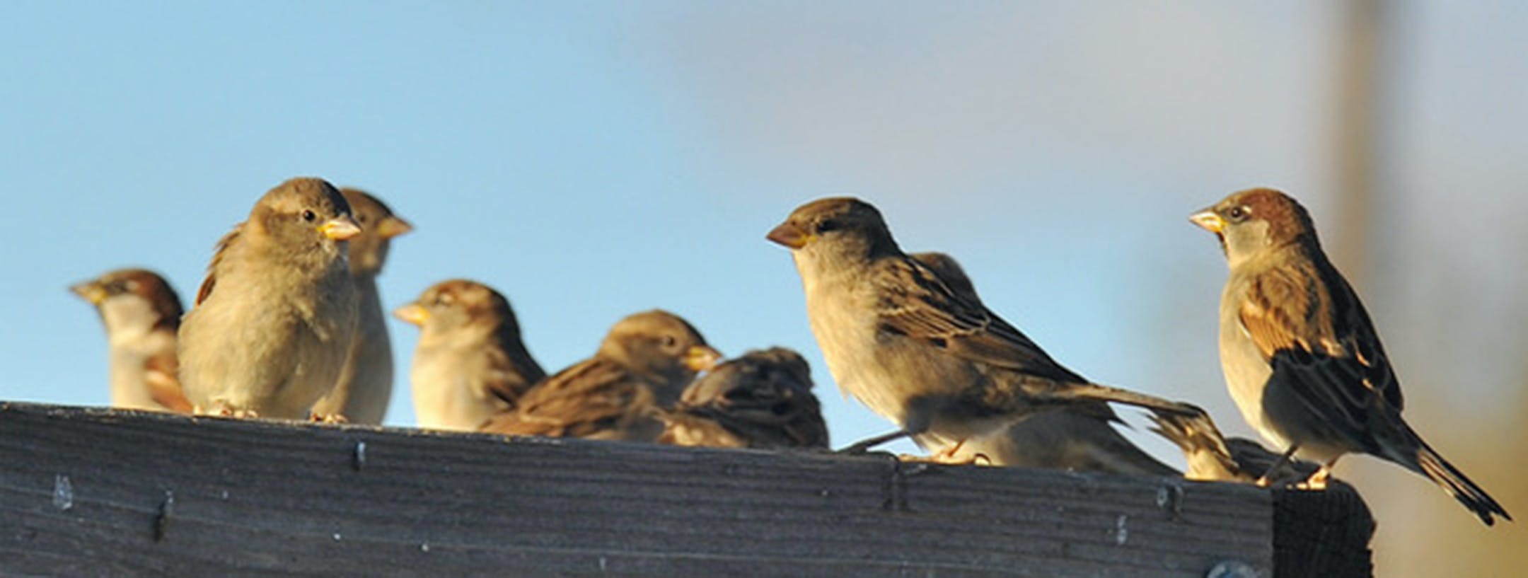 House sparrows are gregarious. Photo by Jim Williams