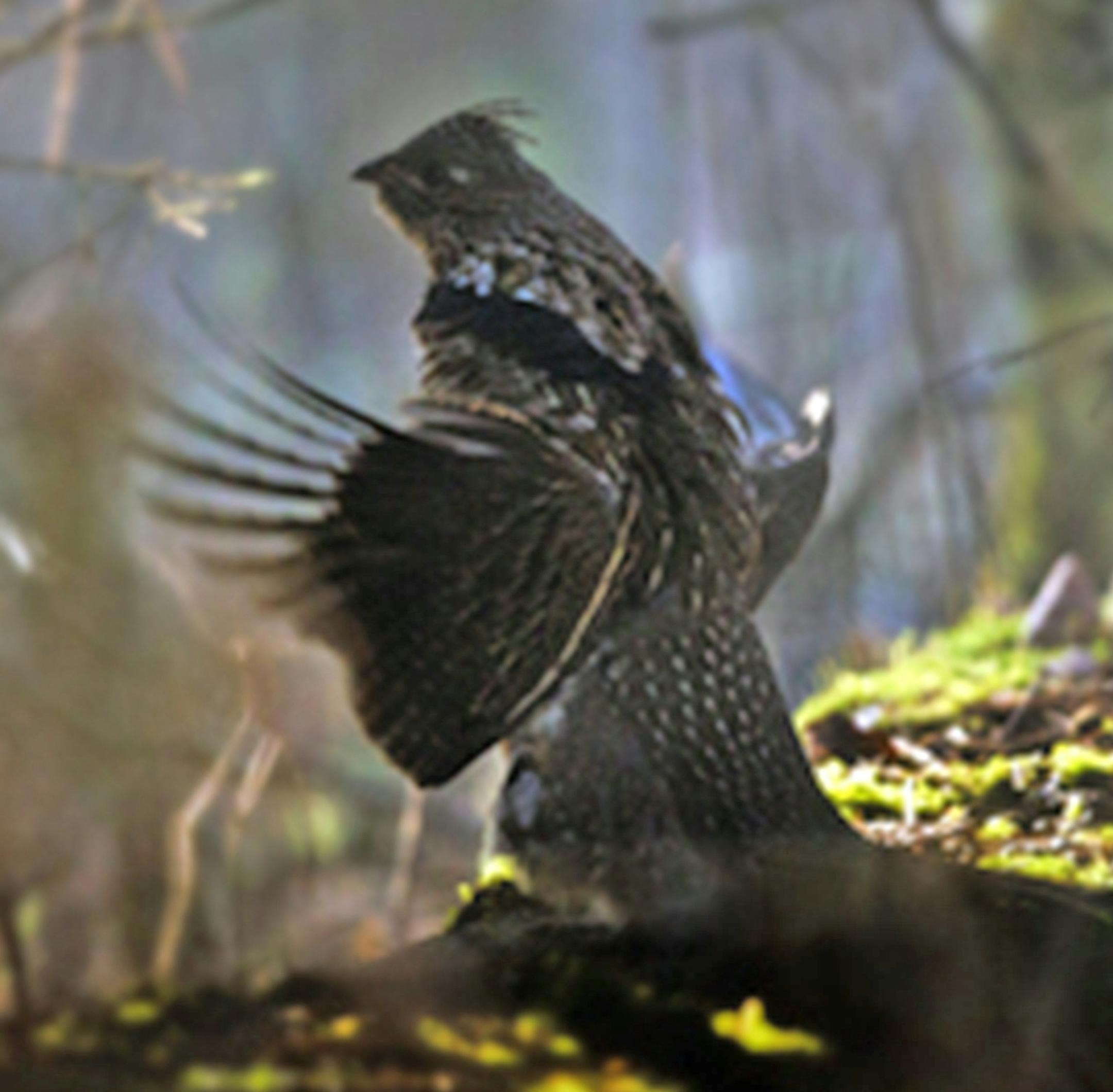 In spring the male Ruffed Grouse proclaims his property rights by engaging in a "drumming" display. The drumming sound is made by beating his wings against the air. The grouse usually stands on a log when drumming. ORG XMIT: MIN1409112132500445