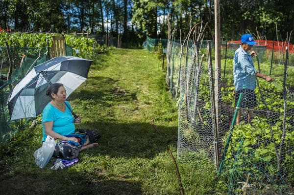 Nepalese immigrant Purna Gurungap stayed cool under her umbrella as husband Tul Bahadur Gurung watered their plot at the Roseville community garden. P