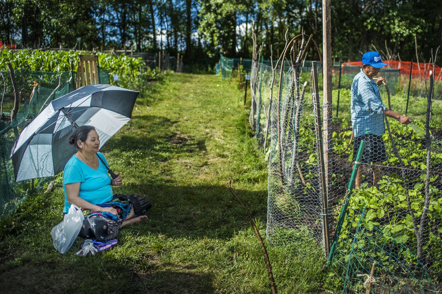 Nepalese immigrant Purna Gurungap stayed cool under her umbrella as husband Tul Bahadur Gurung watered their plot at the Roseville community garden. Projections suggest that immigrants are helping Ramsey County to grow.