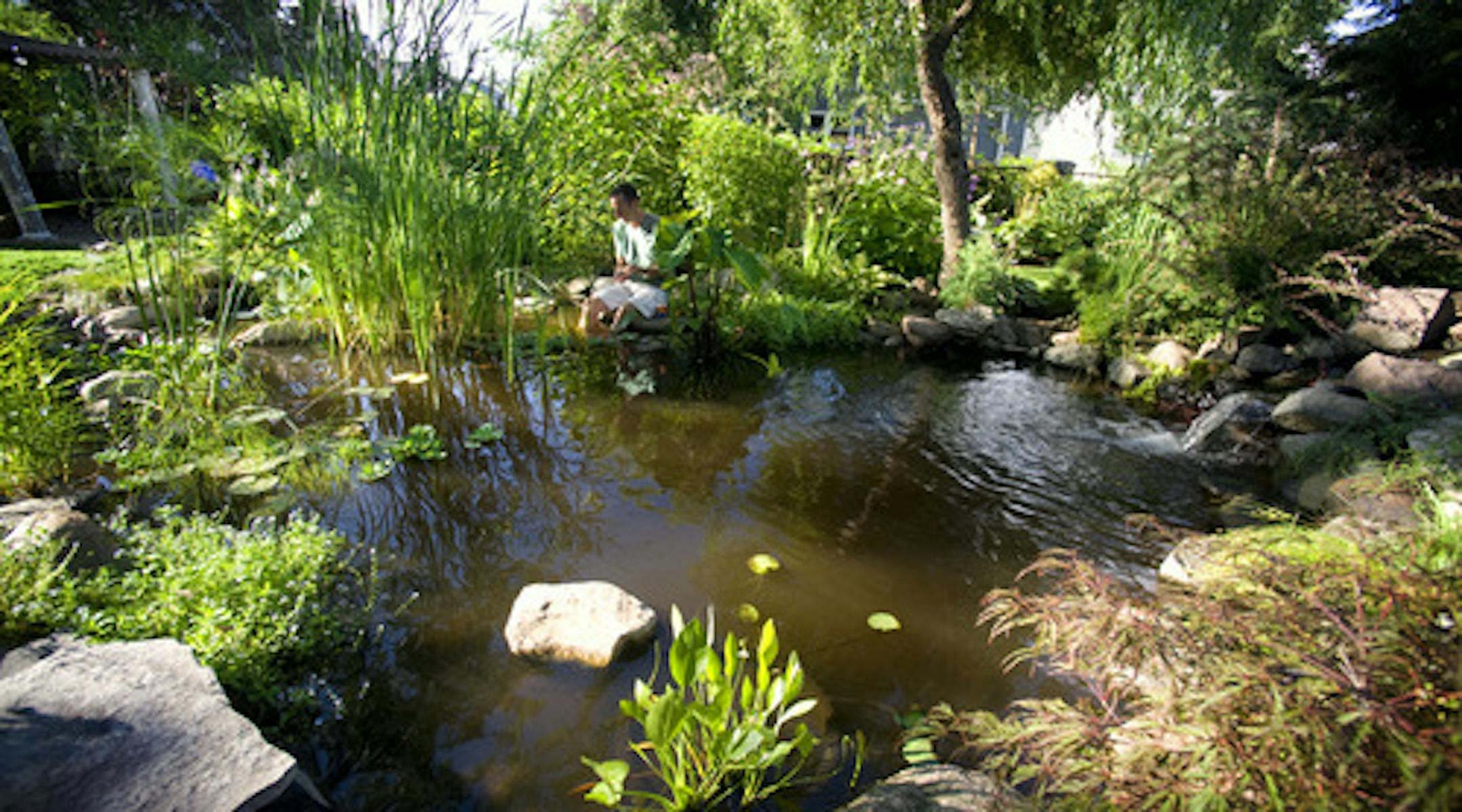 GLEN STUBBE ¥ gstubbe@startribune -- Minneapolis, Minn. -- July 26, 2010 - ] This small urban garden created by Randy Ferguson contains 100 fish and an antique shed relocated from the family farm.