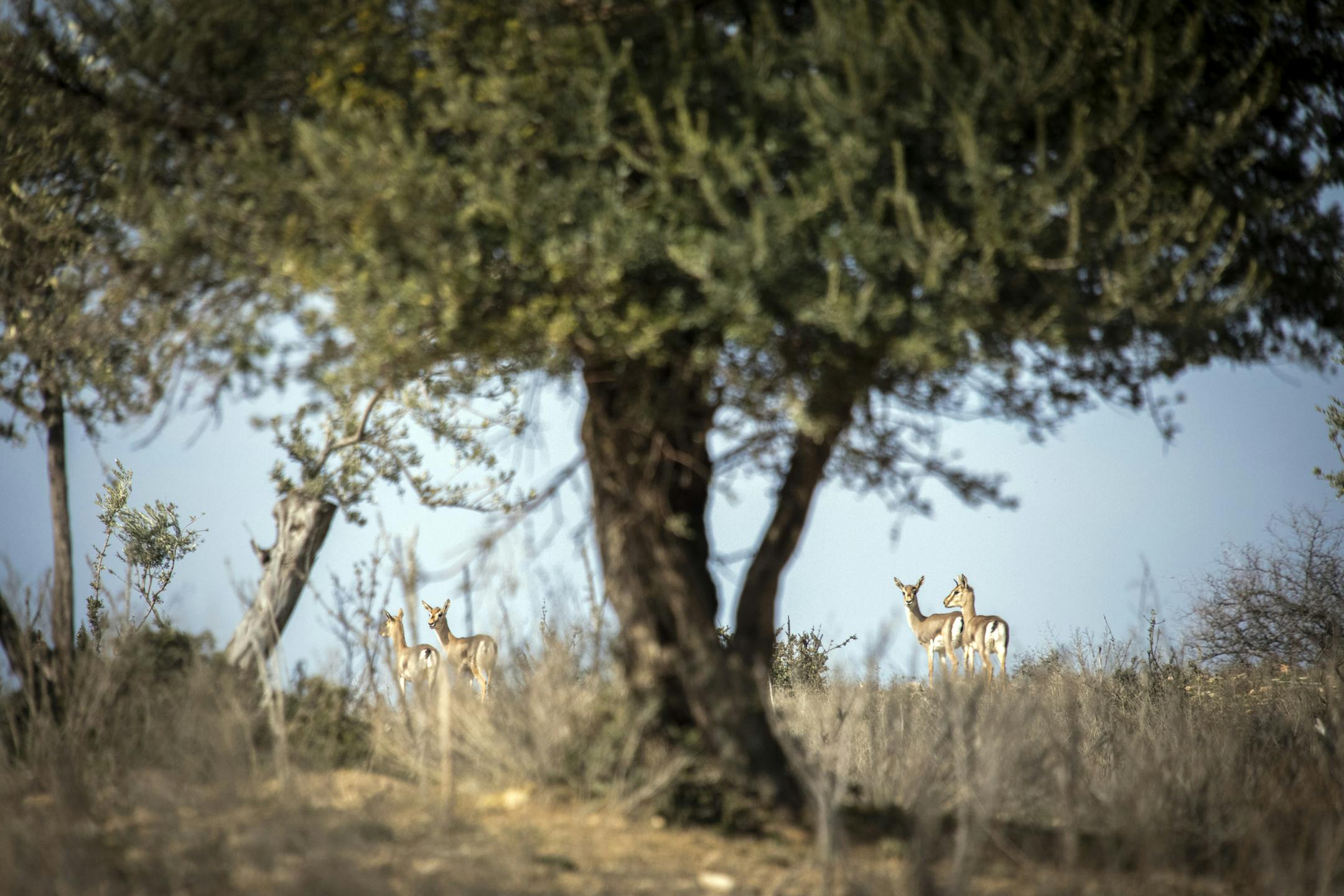 Wild mountain gazelles in the protected zone in Kirikhan, Turkey, on the border with Syria, on Feb. 3, 2021. The endangered species is recovering its stocks and multiplying. (Ivor Prickett/The New York Times)