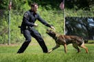 Roseville Police Officer Zach Wiesner and his canine Rooster demonstrated tactical drills Thursday during St. Paul police dog graduation ceremonies at
