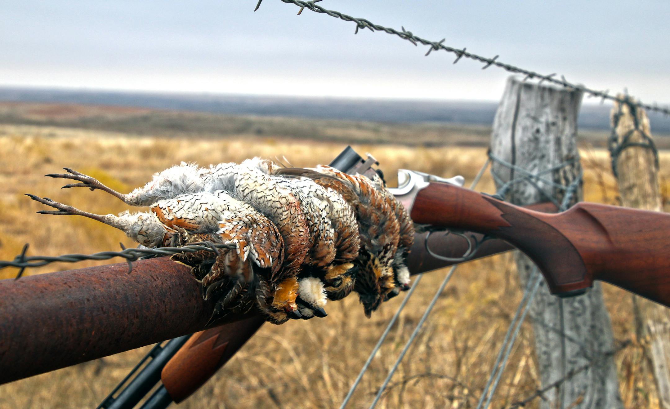Long walks in the grasslands of Oklahoma, Texas and other southern states can yield a hunter's vet full of bobwhite quail, which produce excellent table fare.