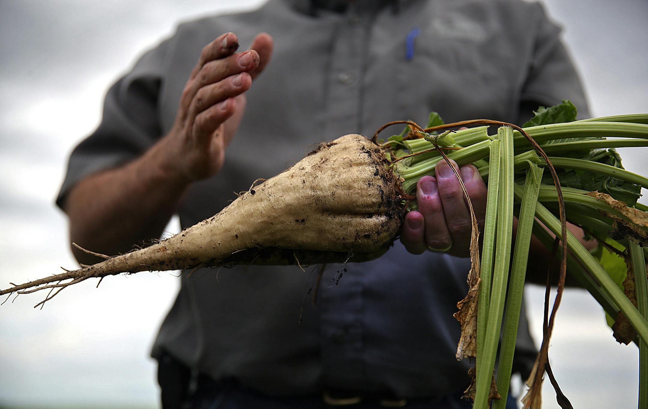 Todd Geselius, vice president of agriculture at the Southern Minnesota Beet Sugar Co-op, shows what a sugar beet looks like when it is harvested in the field on Sept. 9, 2015 in Renville, Minn. (Jim Gehrz/Minneapolis Star Tribune/TNS) ORG XMIT: 1175088 ORG XMIT: MIN1510142301350530