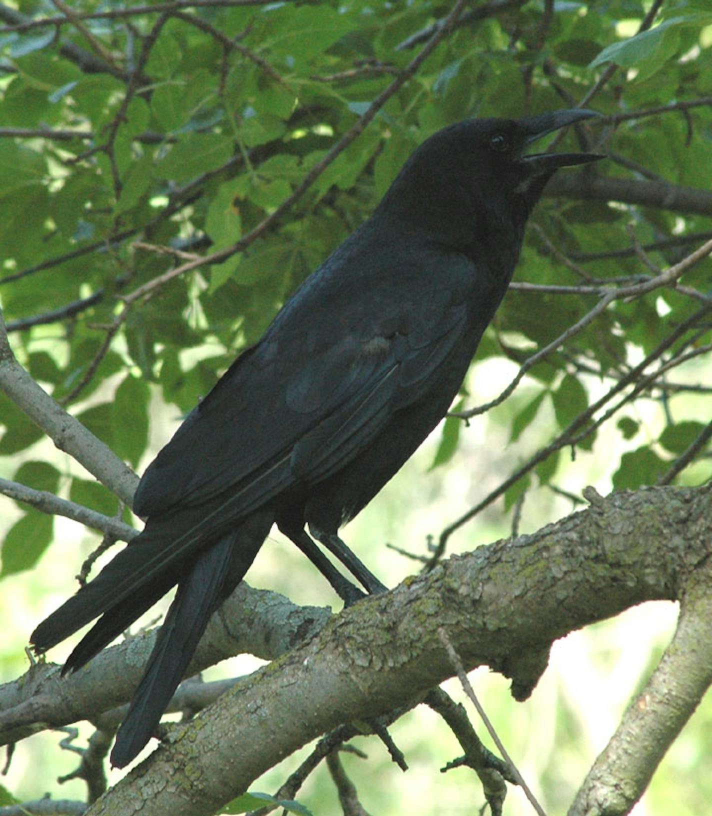 American crow in tree