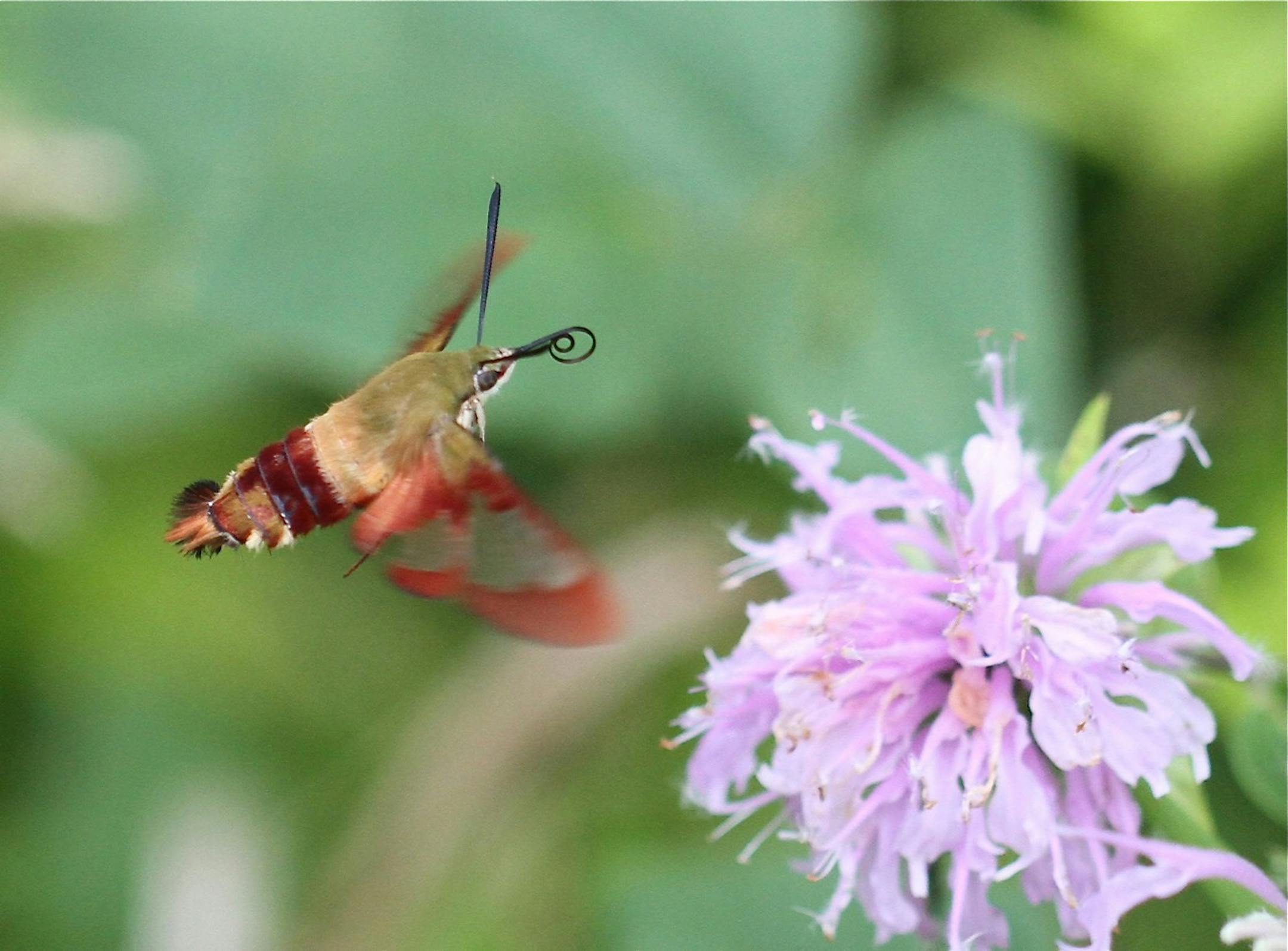 Photo credit: Photo by Don SeversonA hummingbird clearwing moth, a species often mistaken for a hummingbird, will uncurl that long proboscis to sip nectar from flowers.