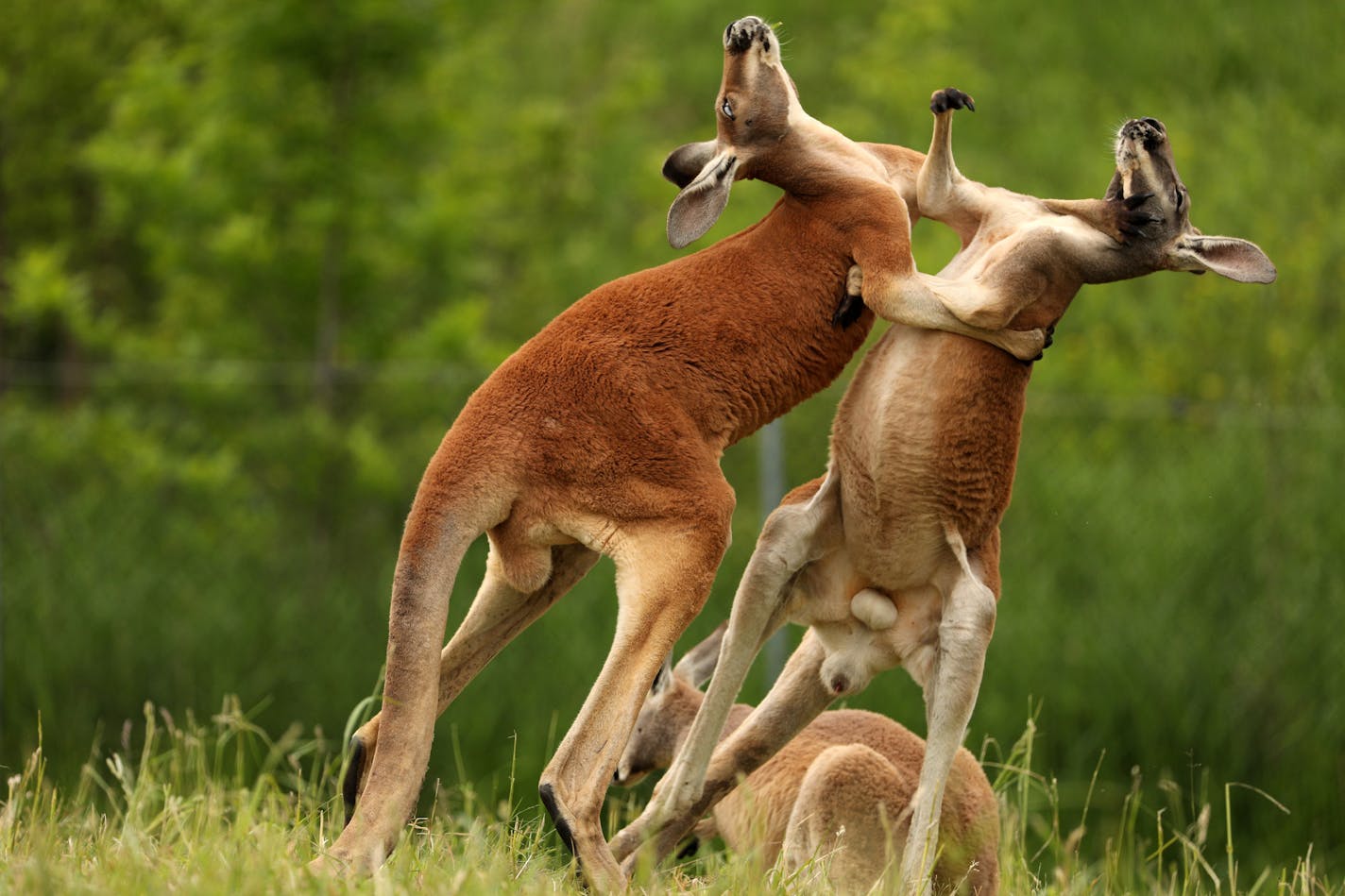 A pair of red kangaroos box with each other Friday at the Minnesota Zoo's newest exhibit "Kangaroo Crossing." ] ANTHONY SOUFFLE &#xef; anthony.souffle@startribune.com The Minnesota Zoo held a media preview prior to the opening of its much-anticipated summer exhibit, "Kangaroo Crossing," which allows guests to walk through an Australian-themed display with no barriers between them and Kangaroos, Wallabies and more, Friday, May 26, 2017 in Apple Valley, Minn.