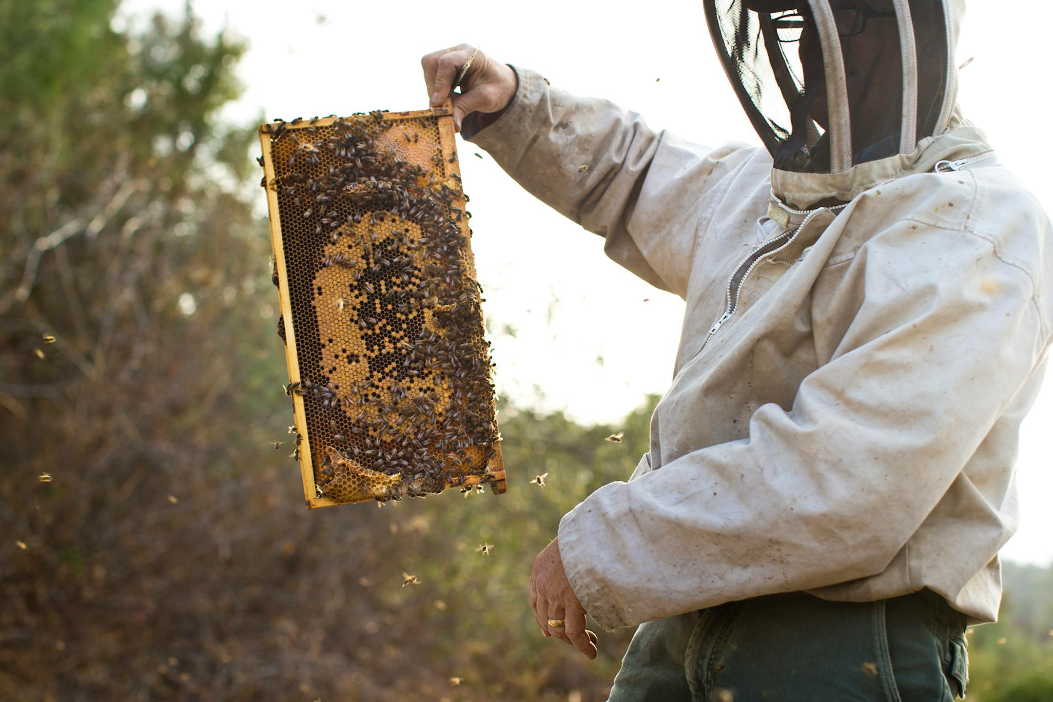 Minnesota beekeeper Steve Ellis