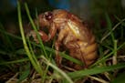A periodical cicada nymph wiggles in the grass in Macon, Ga., on Thursday, March 28, 2024, after being found while digging holes for rosebushes. Trill