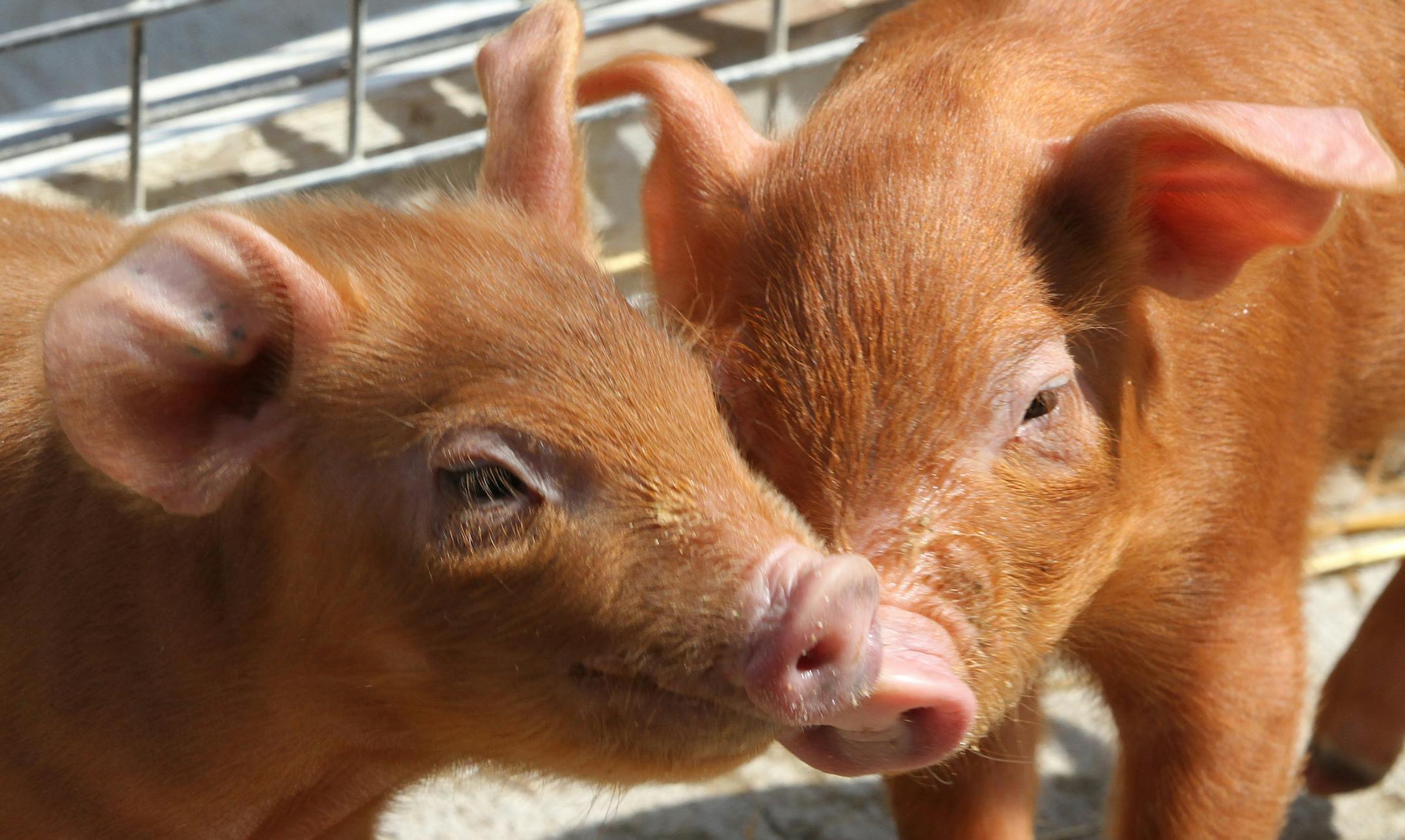 (left to right) Several baby piglets stood together at the Minnesota Zoo's Farm Babies exhibit on 3/29/13. The annual spring event features baby piglets, lambs, calves, goat kids, bunnies, ducklings and bunnies, plus the animals parents. Farm Babies runs through April 30, 2013.] Bruce Bisping/Star Tribune bbisping@startribune.com CORRECTED DATE ON CAPTION