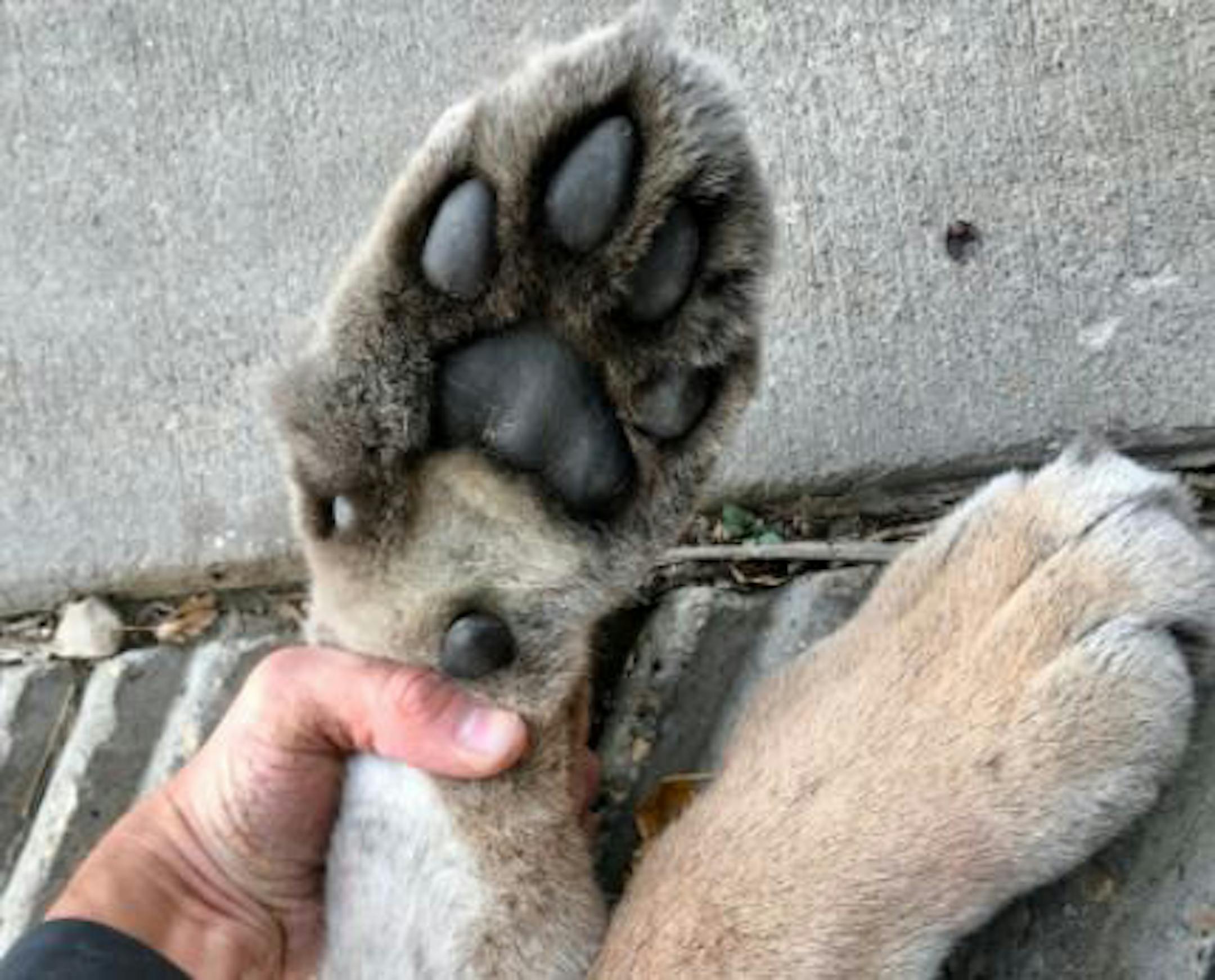 The DNR seized the carcass of a cougar Tuesday (Sept. 29, 2020) in Bloomington.