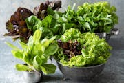 An array of fresh, local lettuce makes summer salads irresistible. Recipes from Beth Dooley, photo by Mette Nielsen, Special to the Star Tribune