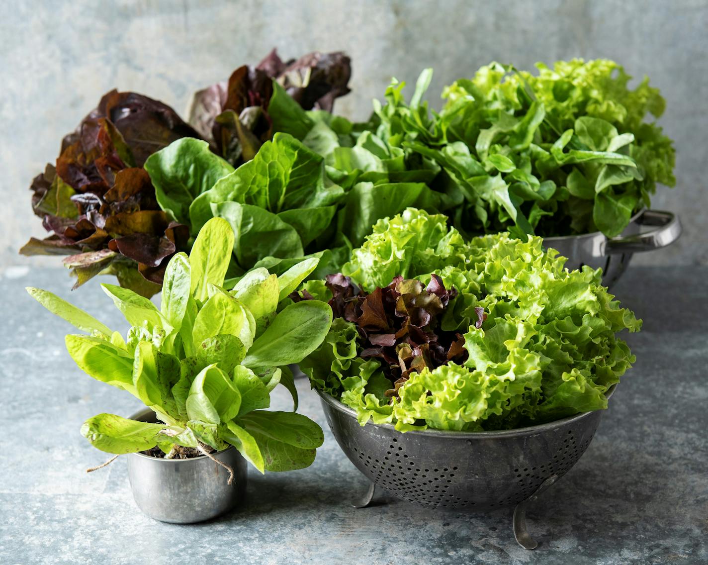 An array of fresh, local lettuce makes summer salads irresistible. Recipes from Beth Dooley, photo by Mette Nielsen, Special to the Star Tribune