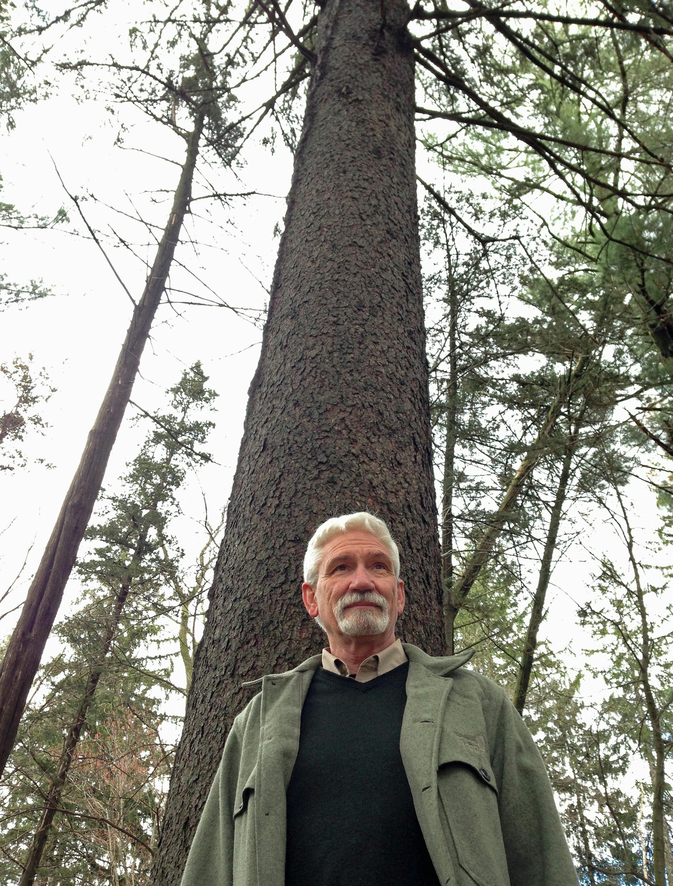 St. John&#xed;s Abbey Arboretum Land Manager Tom Kroll puts into perspective one of the Norway spruce planted in 1896 from seed that came from Germany. The reforestation effort followed a tornado, and preceded establishment of the U.S. Forest Service by four years. Kroll retired May 1, but will help with the new manager&#xed;s transition.