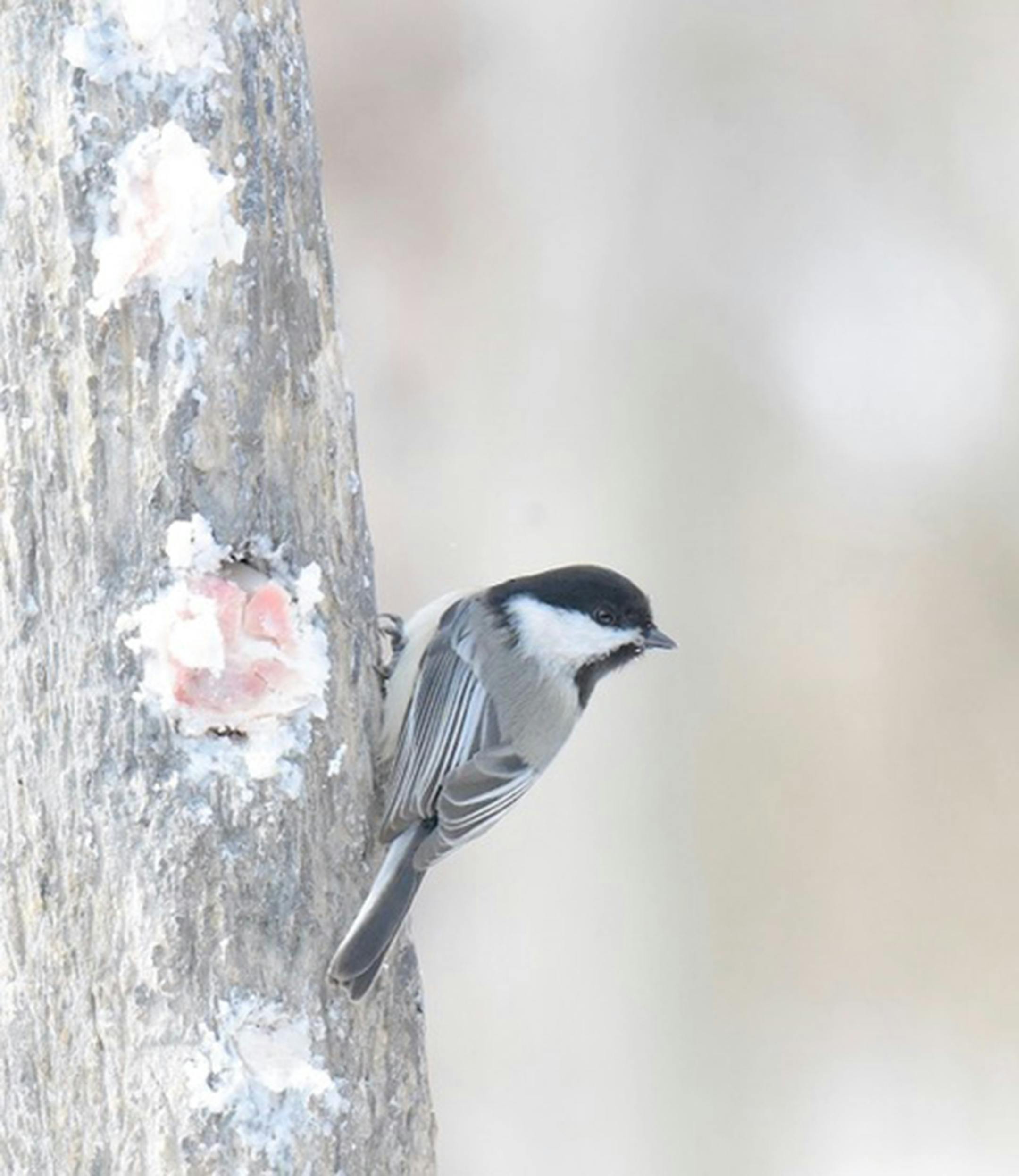 A black-capped chickadee clings to the side of a tree with its head facing away from a round hole in the tree containing suet.