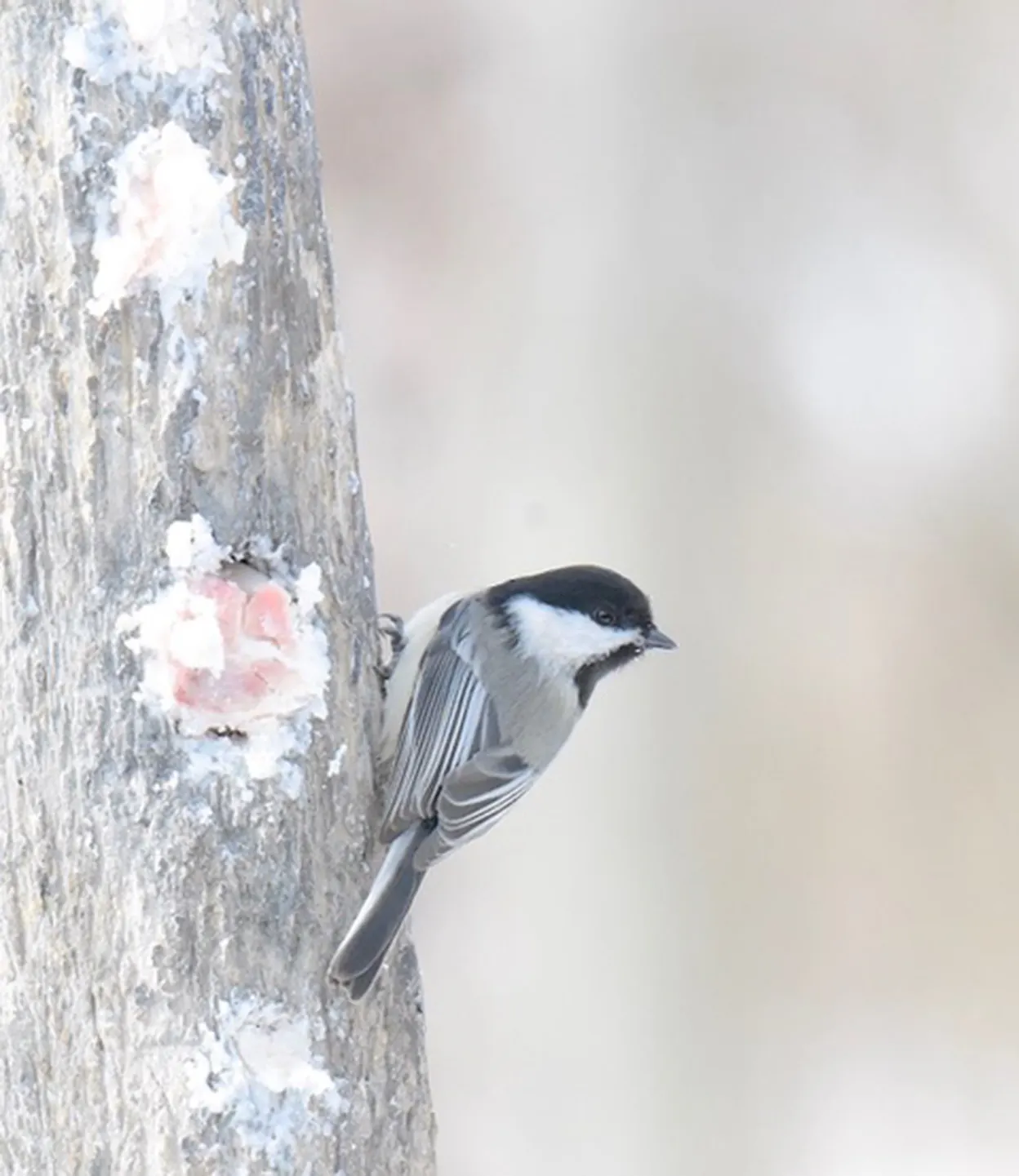 How birds, like the black-capped chickadee, are named