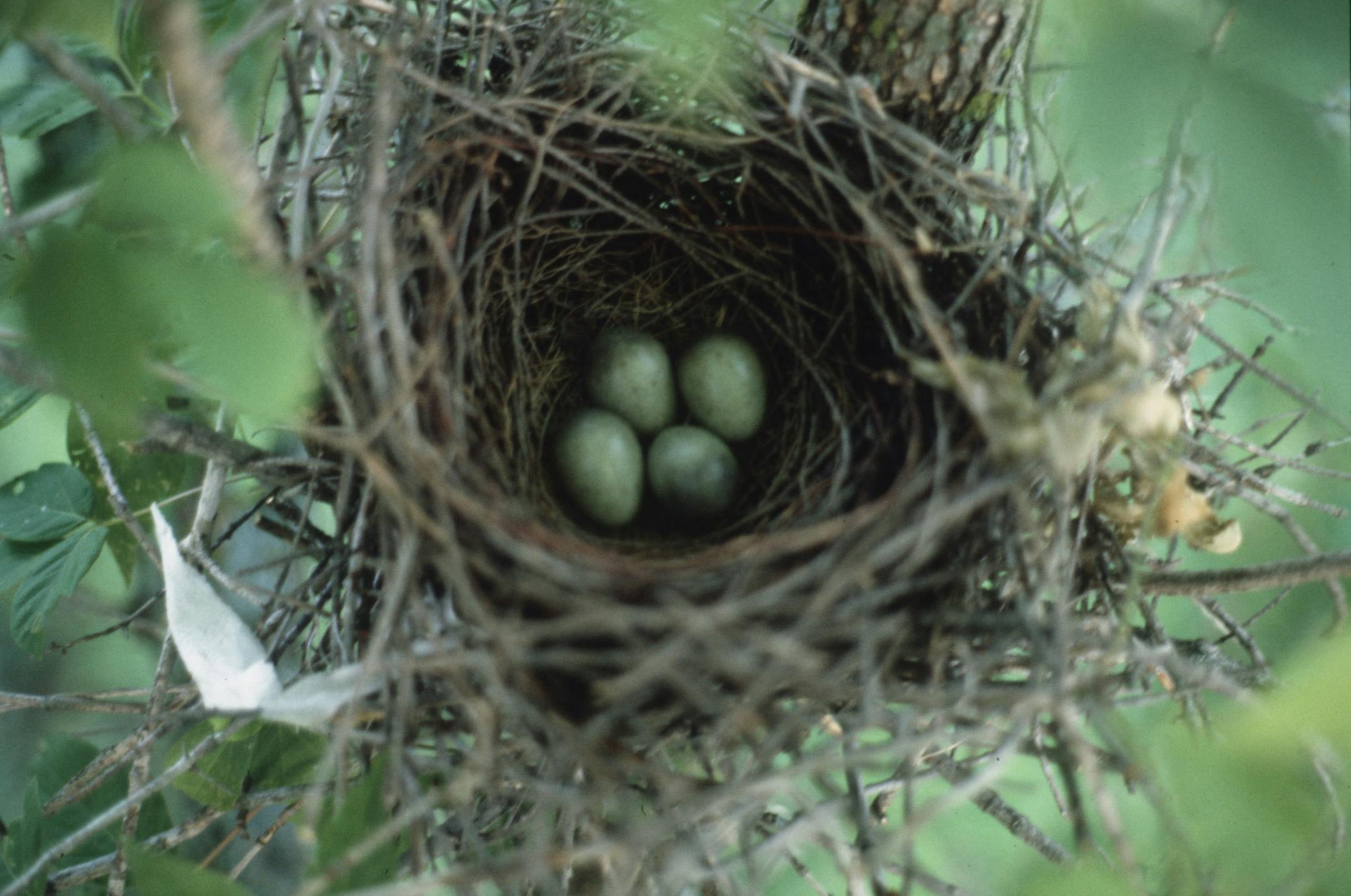 Blue Jay eggs. Birds building nests.