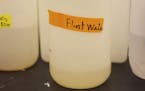 Water samples from Flint and Detroit, at Virginia Tech&#x2019;s environmental engineering department in Blacksburg, Va., Jan. 29, 2016. Many of the Vi