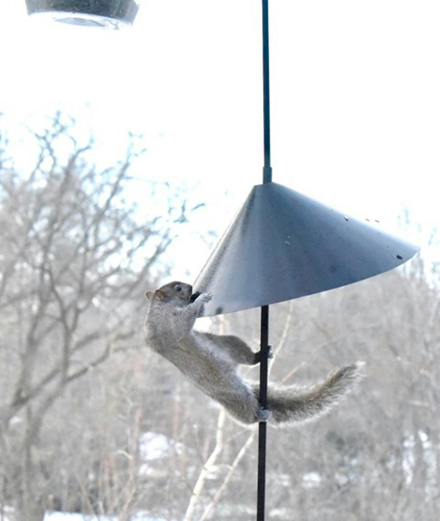 A squirrel tries to scramble up a baffle placed between it and a bird feeder at the top of the pole.