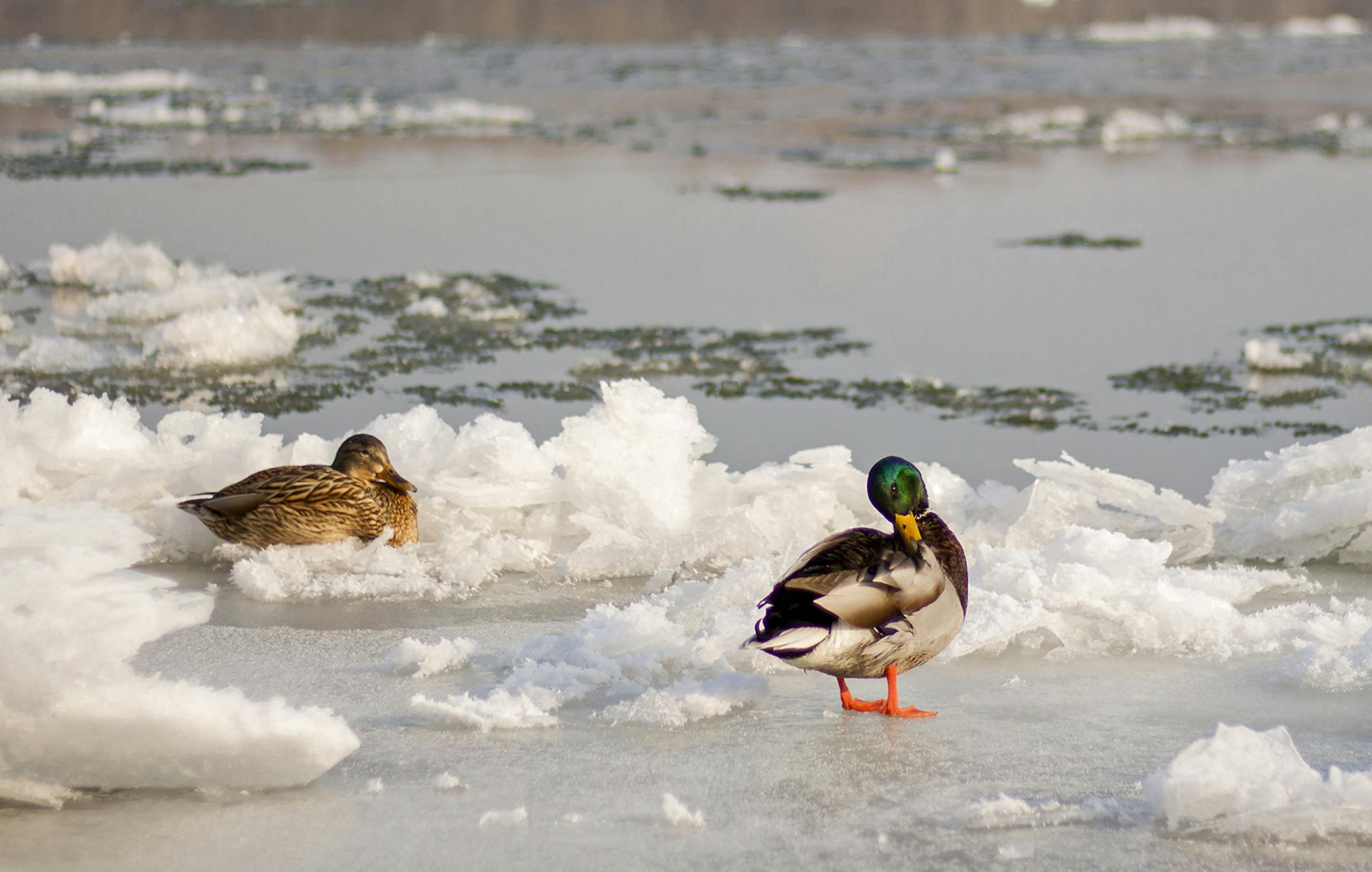 iStock
Two wild mallard ducks sitting in ice.