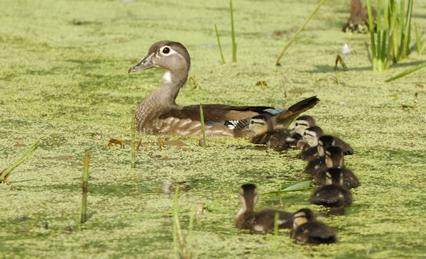 A wood duck and ducklings.