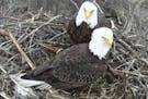 Fewer and fewer people are donating to Minnesota&#x2019;s nongame wildlife fund, which has helped conservationists restore bald eagle, peregrine falco