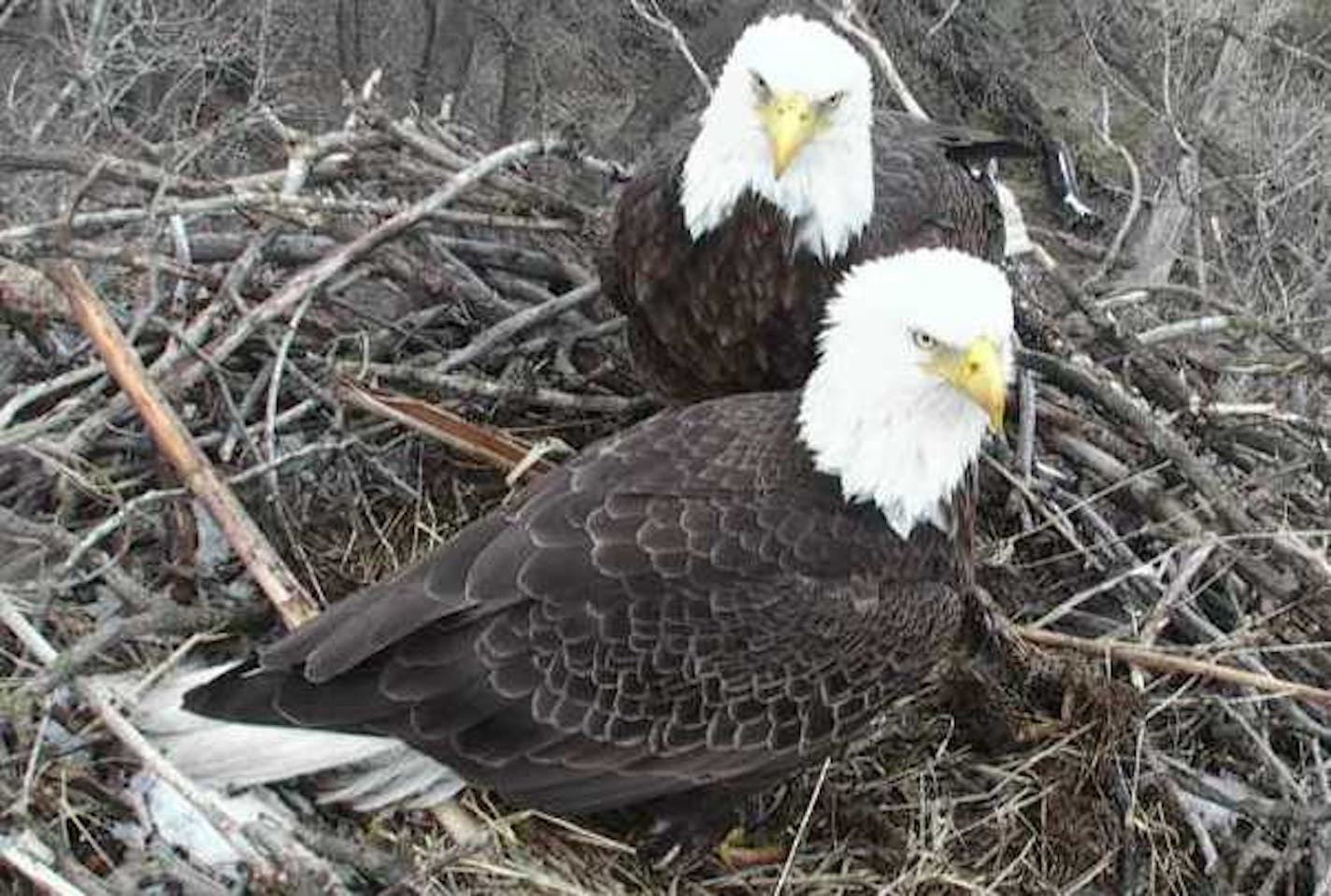 Fewer and fewer people are donating to Minnesota&#x2019;s nongame wildlife fund, which has helped conservationists restore bald eagle, peregrine falcon and trumpeter swan populations. A webcam supported by the fund monitored this nesting pair of eagles in 2018.