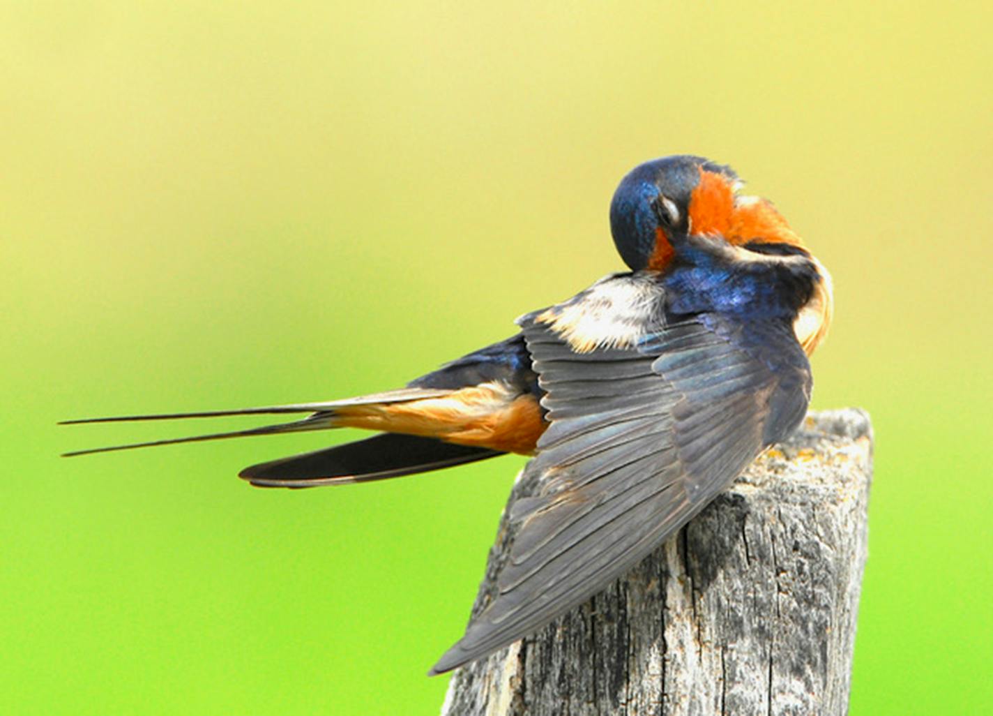 Jim Williams photo: Barn swallow