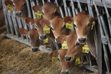 Dairy cows on a Minnesota farm.