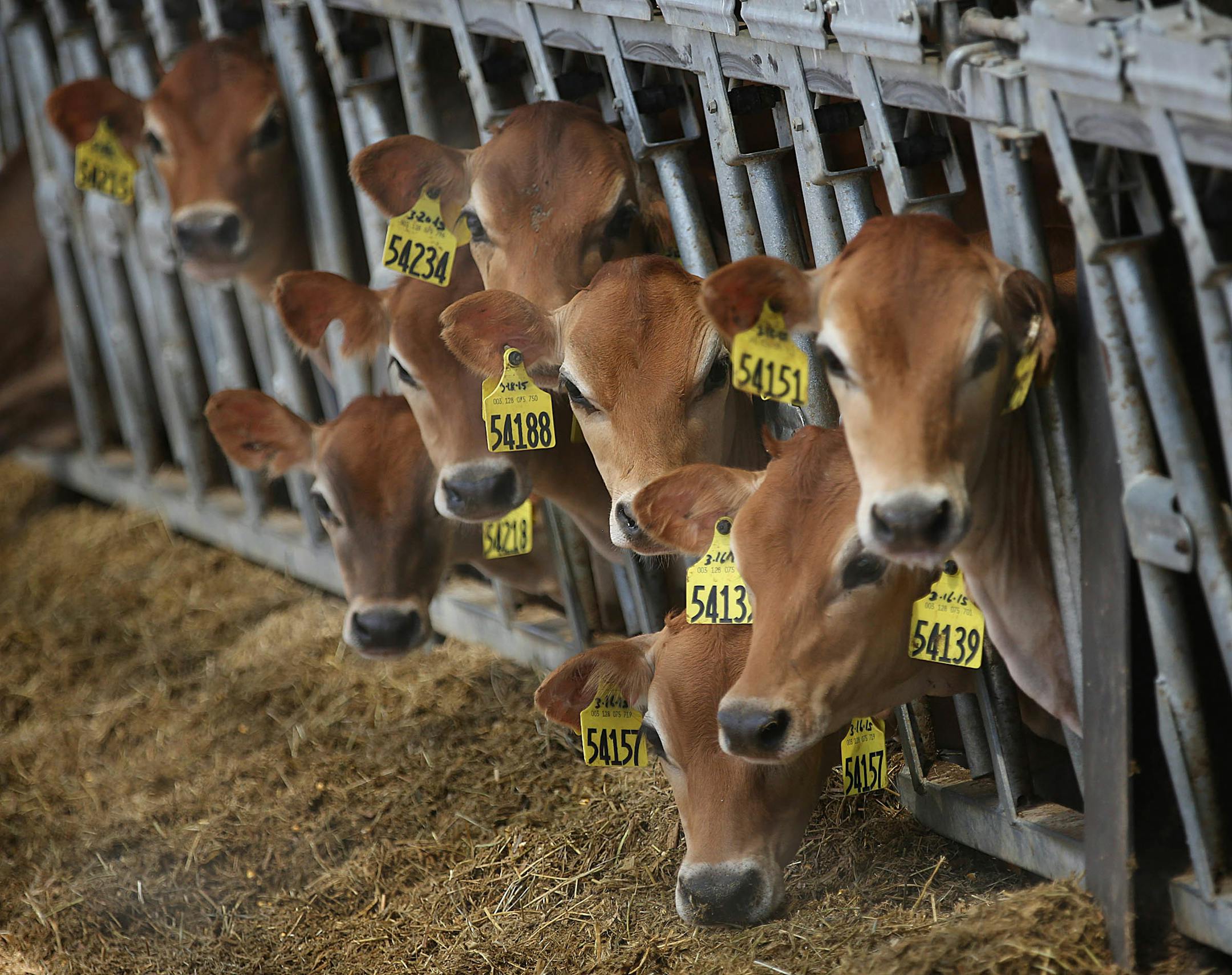 Dairy cows on a Minnesota farm.