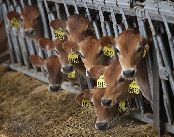 Dairy cows on a Minnesota farm.
