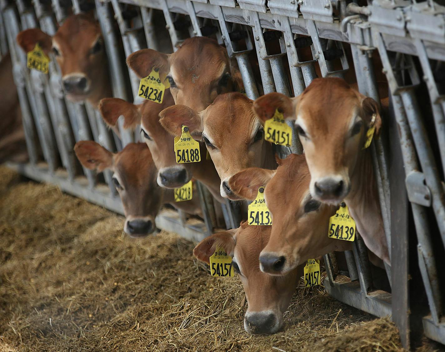 Dairy cows on a Minnesota farm.