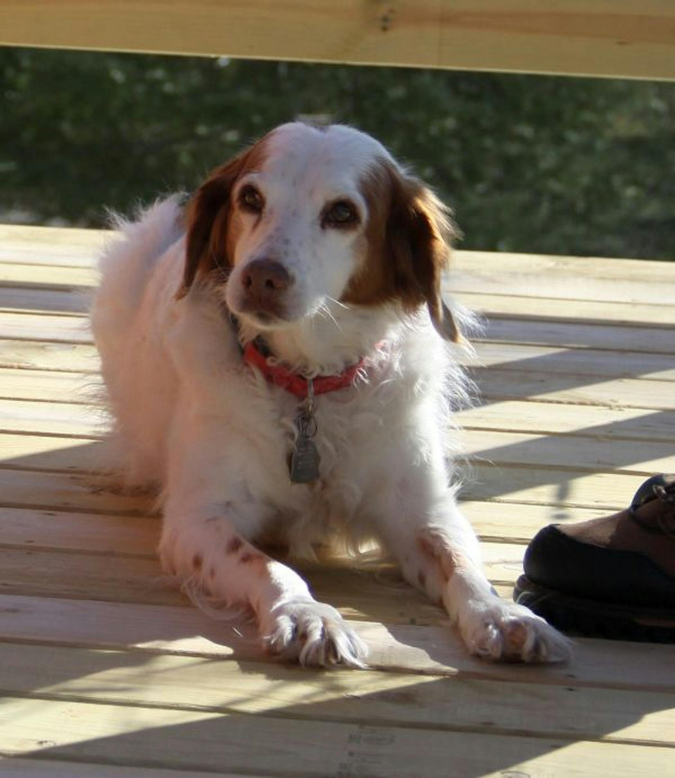 PF Member Joe Nicklay's Britt, Daisy