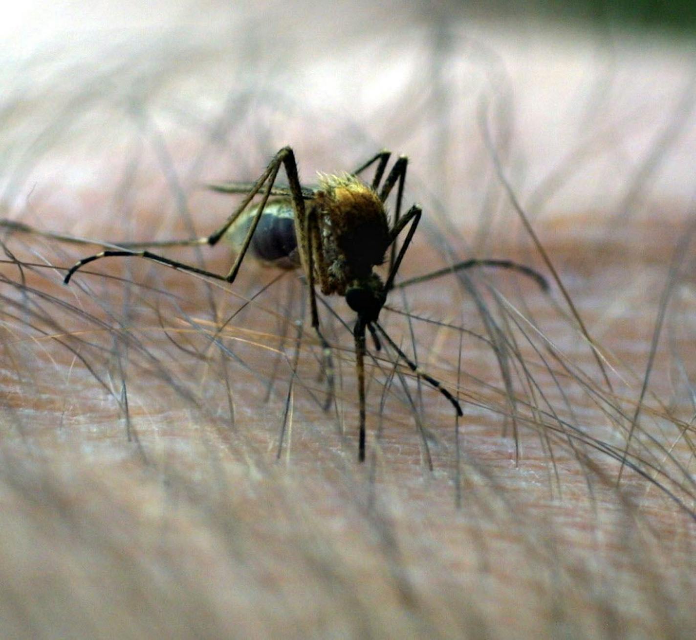 Alexandria, MN -- Wednesday May 23, 2001 -- A mosquito samples its last meal. ORG XMIT: MIN2013071013402176