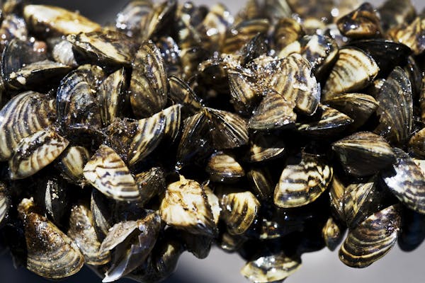 Zebra mussels are a concern because they can compete with native species for food and habitat, cut the feet of swimmers, reduce the performance of boa