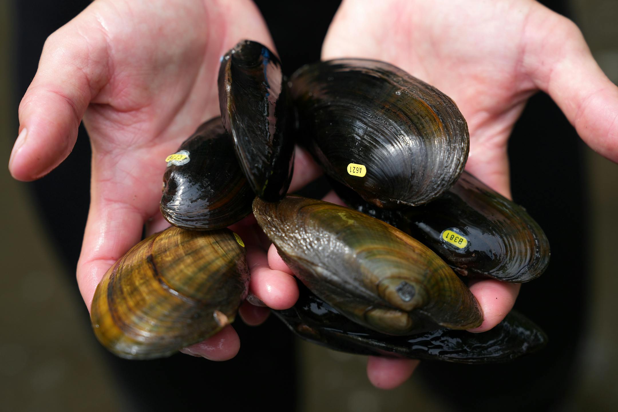 Madeline Pletta, a mussel propagation biologist with the Minnesota DNR, holds out a collection of black sandshell and mucket mussels as she and others surveyed their populations in a section of the Cedar River.