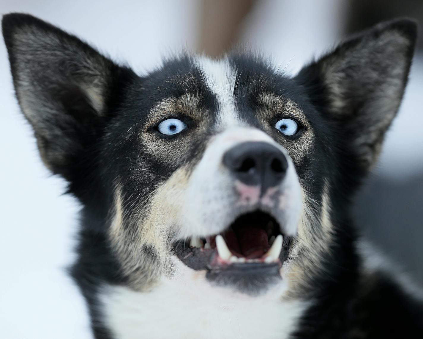 Marlin - Colleen Wallin, Silver Creek Sled Dogs, handicaps her gang line and tells us what makes her dogs tick. Advancer for Beargrease Sled Dog Race. ] BRIAN PETERSON ¥ brian.peterson@startribune.com
Two Harbors, MN 12/18/2017