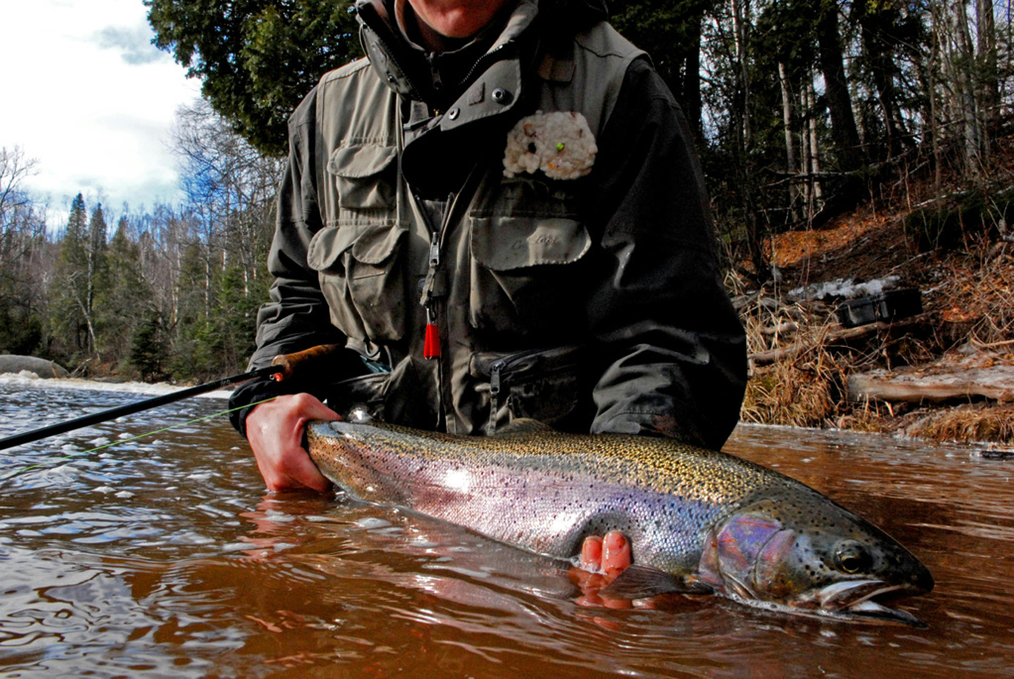 On the North Shore, wild-strain steelhead stocking revives after COVID pause