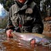 Wild steelhead are prized on the North Shore, where anglers will soon brave early spring weather to seek these migratory rainbow trout.