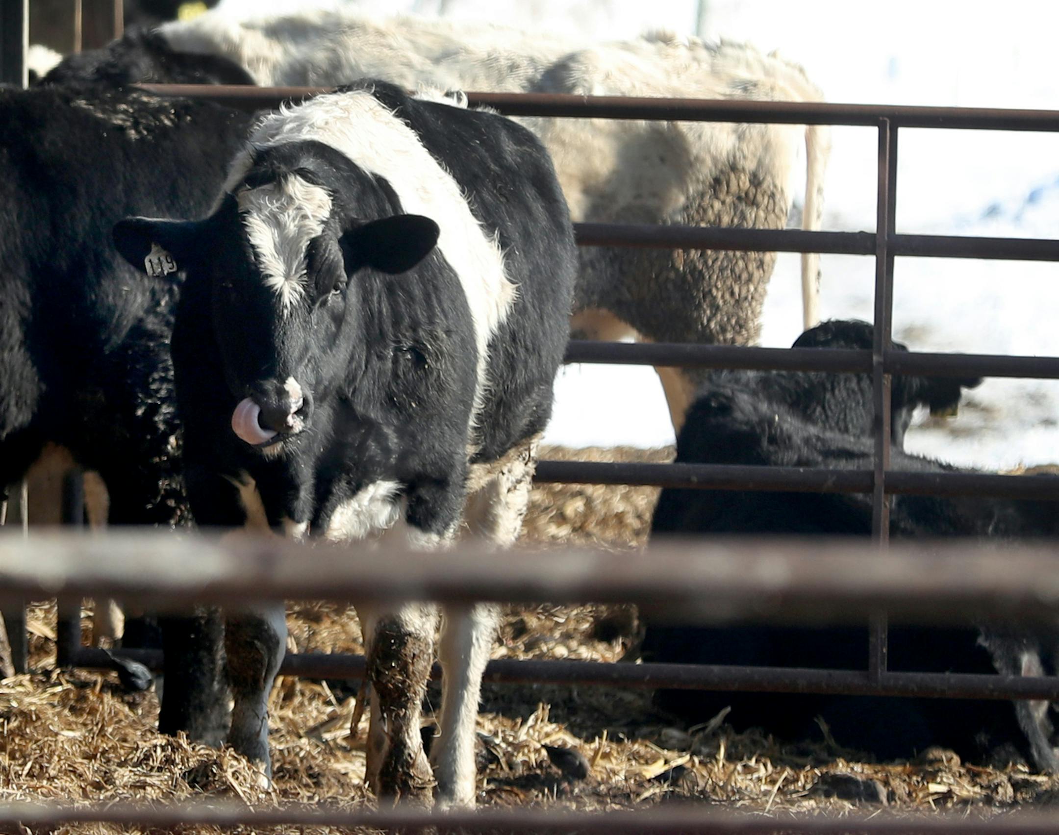 A small number of steer remain on the farm of Ray and Cindy Deutsch. Last week a fire on their farm killed 63 of their dairy cattle and was seen Wednesday, Jan. 18, 2016, in Elko New Market, MN.](DAVID JOLES STARTRIBUNE)djoles@startribune.com A Scott County dairy farm has been shuttered from a tragic fire that engulfed a century-old barn and killed 63 dairy cows -- the majority of Ray and Cindy Deutsch's herd. The second-generation farmers have witnessed an outpouring of support from the communi