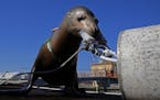 A trained California sea lion practices attaching a clamp to a simulated mine on a dock at the Navy Marine Mammal Program training base on March 5, 20