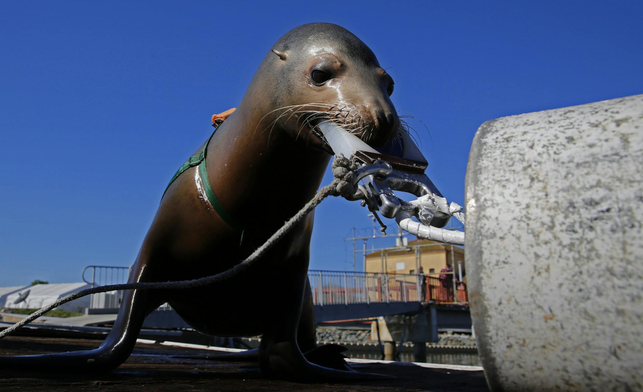 A trained California sea lion practices attaching a clamp to a simulated mine on a dock at the Navy Marine Mammal Program training base on March 5, 2015 in San Diego, Calif. (Don Bartletti/Los Angeles Times/TNS)
