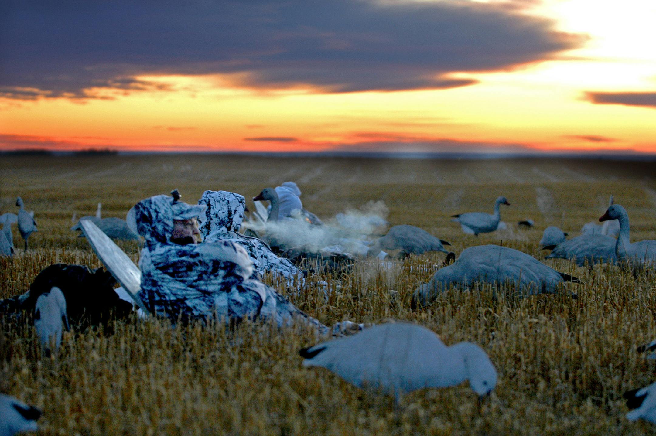 Joel Bennett, foreground, awaited incoming geese as the sun prepares to rise above the Saskatchewan prairie. Next to him in the line of hunters, amid about 300 decoys, is his son, Andy, who is exhaling.