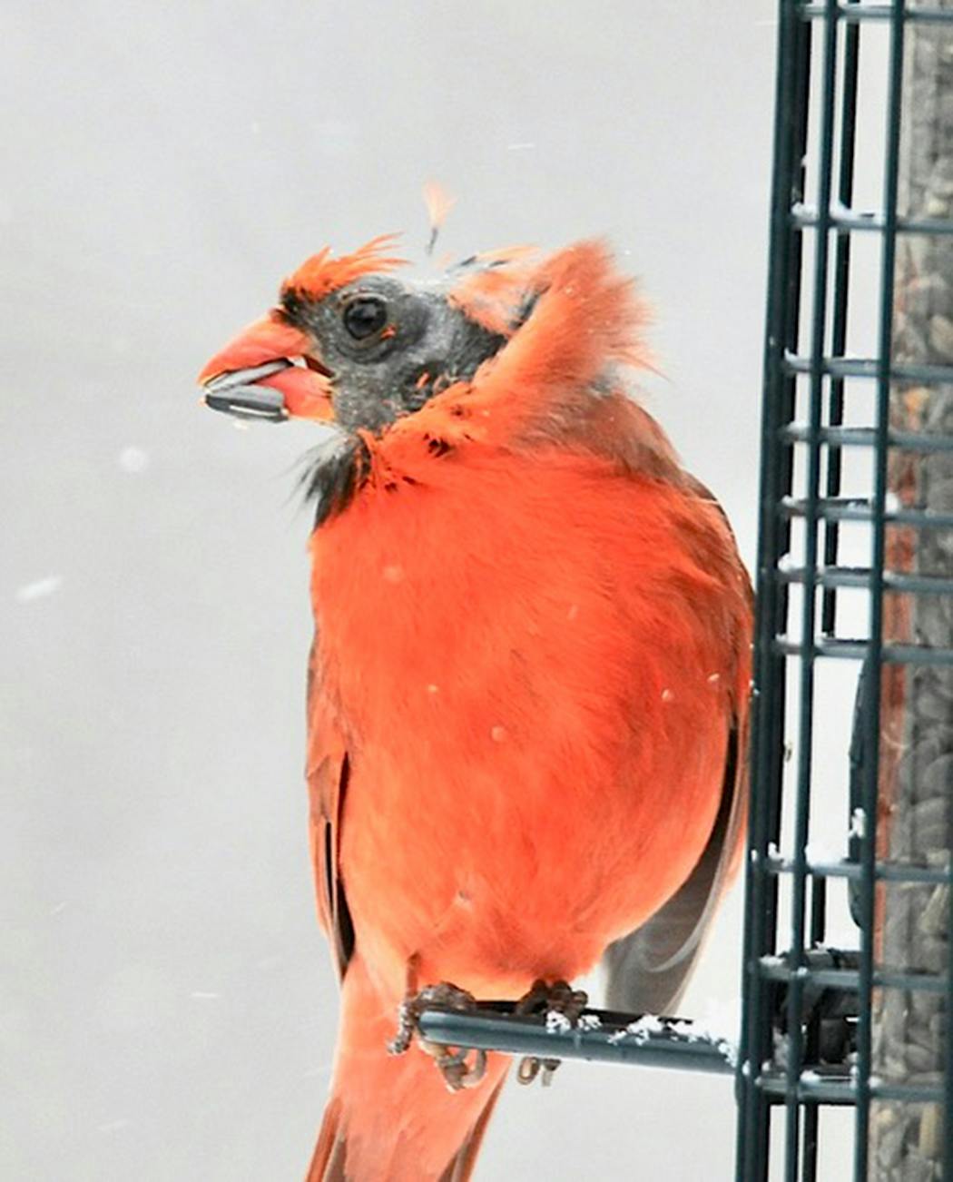 Bald cardinals will regrow their head feathers.