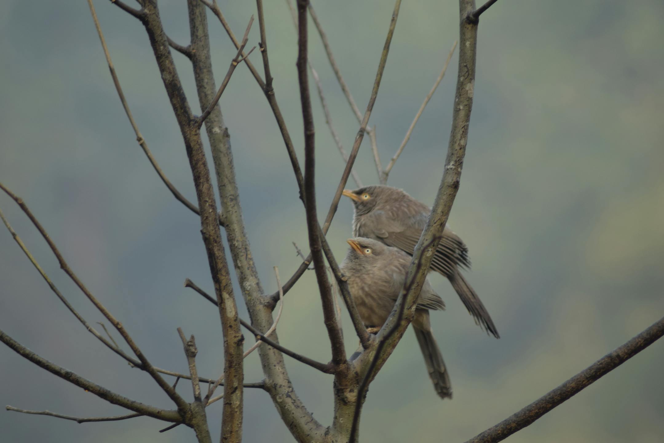 A pair of noisy jungle babblers sit in a tree in Bandhavgarh National Park. (Mark Johanson/Chicago Tribune/TNS)