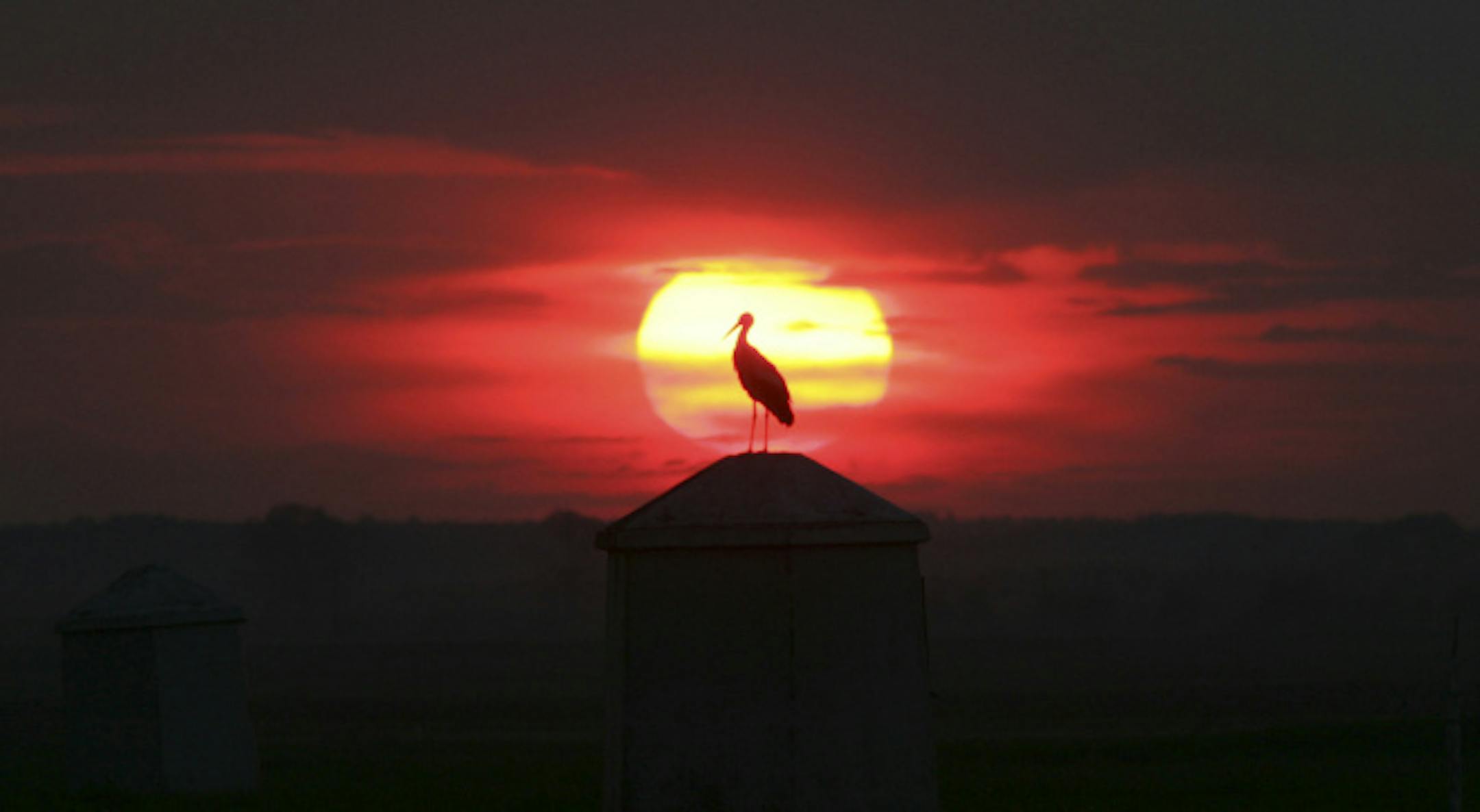 A stork is seen as the sun sets in Belarus.
