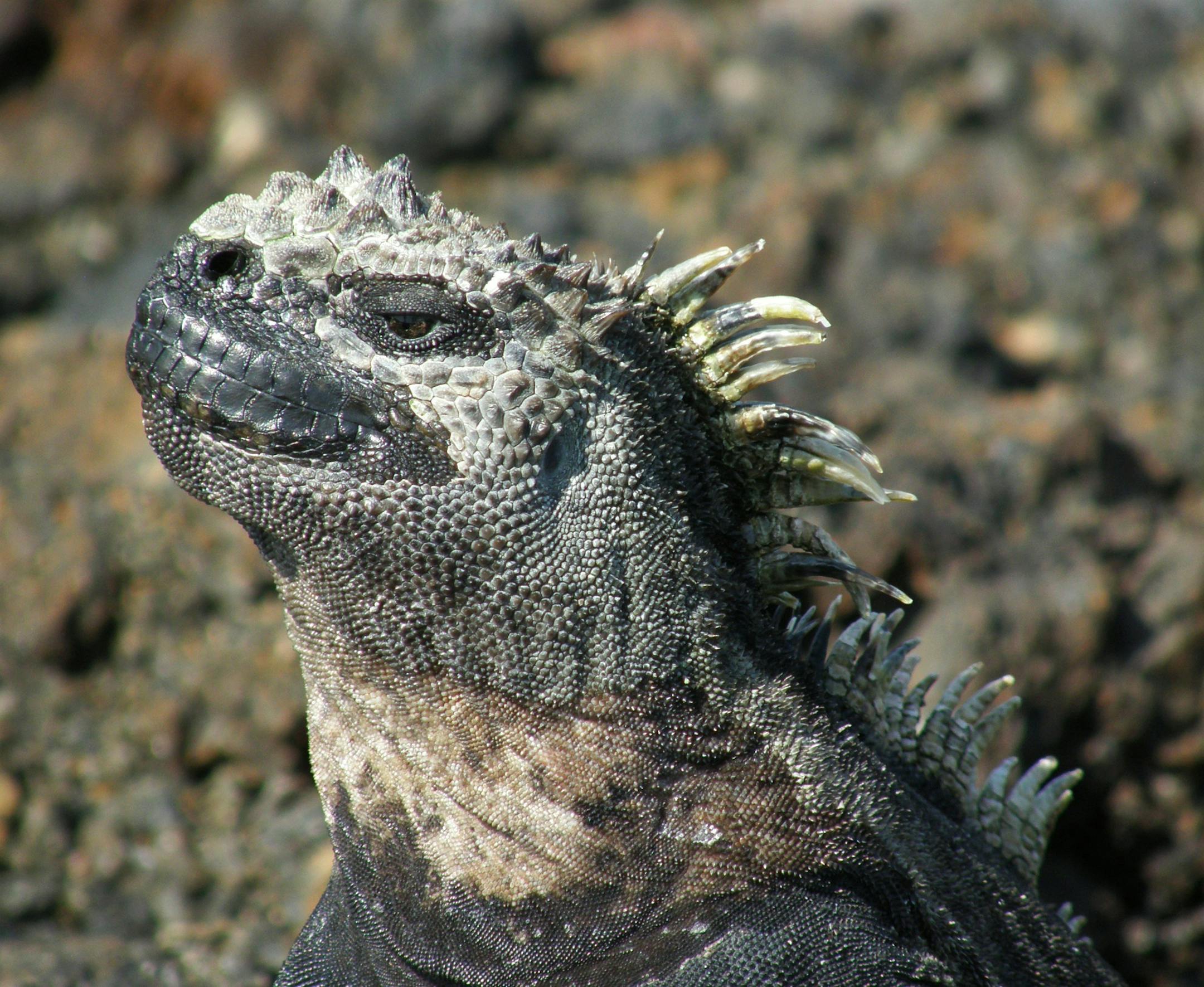 Can I have your name as you would like it to appear in print, and the town in which you live?
Kay V. Christianson
Minneapolis Where were you when you took this photo? Las Tintoreras Islet, Island of Isabela, Galapagos National Park, Ecuador What does it show?
Marine Iguanas What equipment did you useóa phone or a particular camera?
Olympus SP 550UZ digital camera
How did you get this shot? Did you employ any particular technique: did you get low or high to change the angle, or wait just for