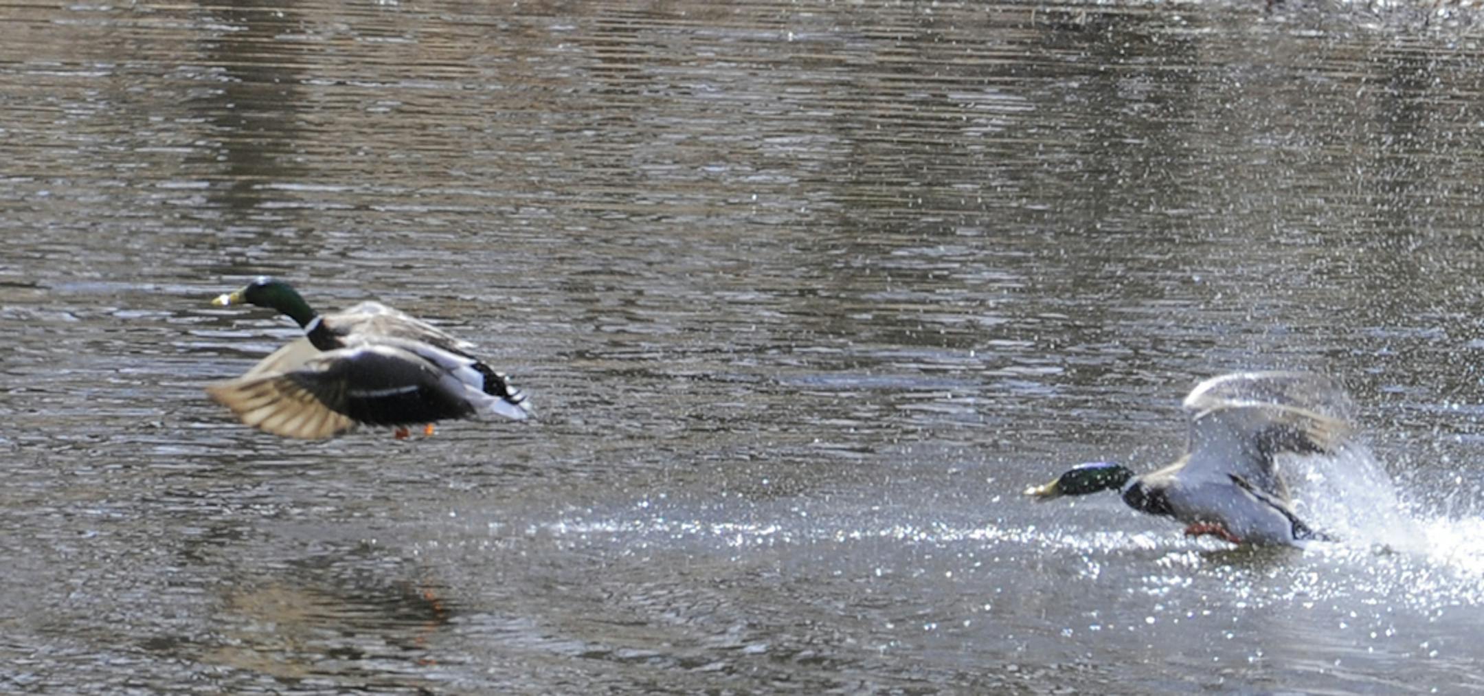 A drake mallard in flight has been driven off after making a pass at a hen paired with the victorious duck.