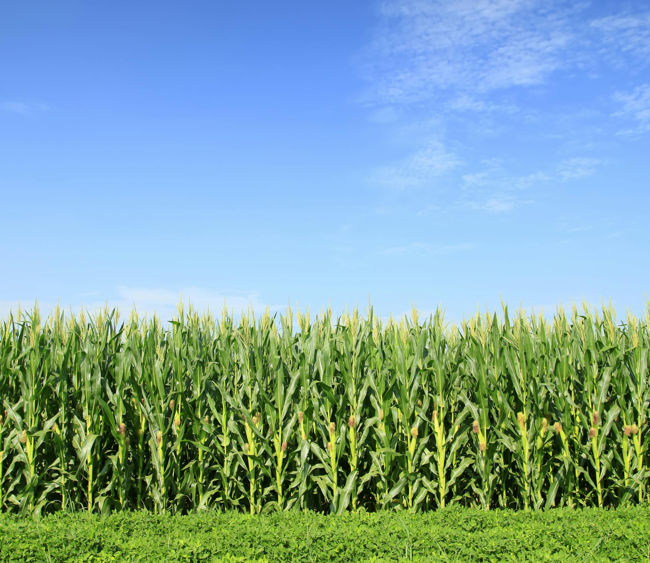 The fields of corn, thrive